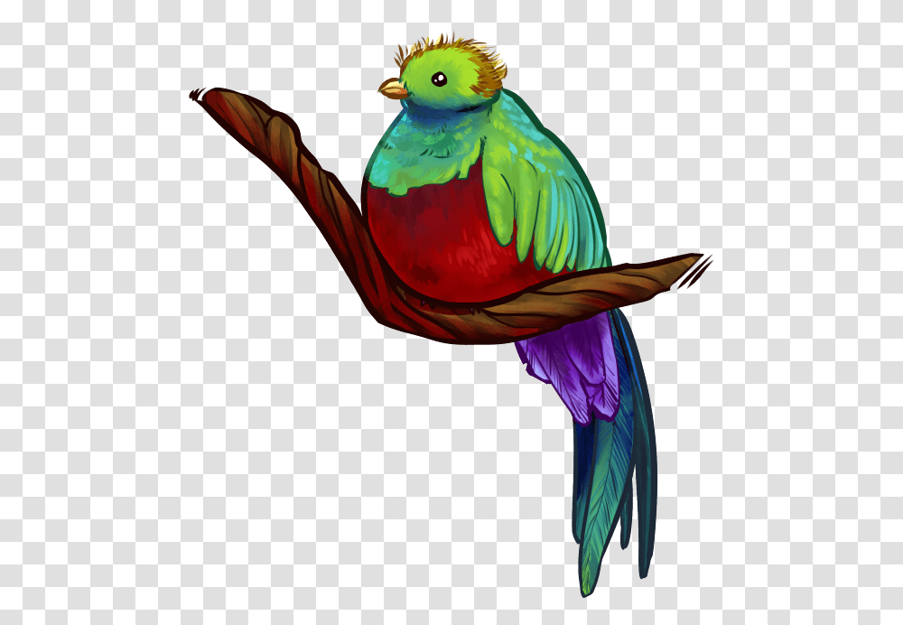 Parrot, Bird, Animal, Photography, Beak Transparent Png