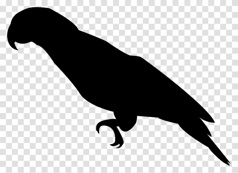 Parrot Bird Ara Feather Plumage Silhouette Black Parrot Silhouette, Gray, World Of Warcraft Transparent Png