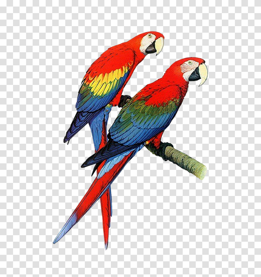 Parrot Bird Clip Art, Animal, Macaw Transparent Png