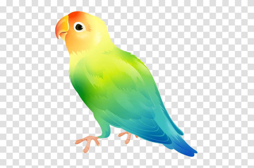 Parrot Bird Clip Art, Animal, Parakeet, Canary, Beak Transparent Png