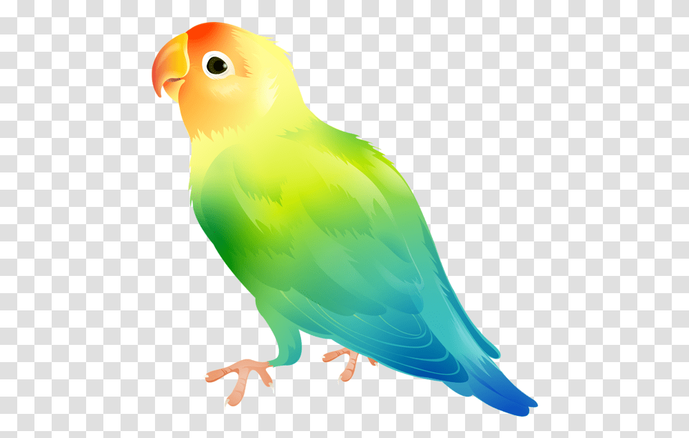 Parrot Bird Clip Art Image Gallery Yopriceville Bird Clipart Background, Animal, Parakeet, Canary, Beak Transparent Png
