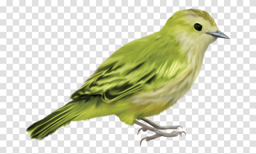 Parrot Bird Crafts Art Beautiful Bird Without Background, Animal, Finch, Beak, Canary Transparent Png