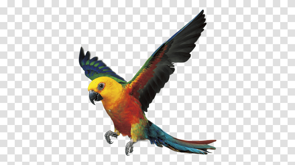 Parrot Bird Fly, Animal, Macaw Transparent Png