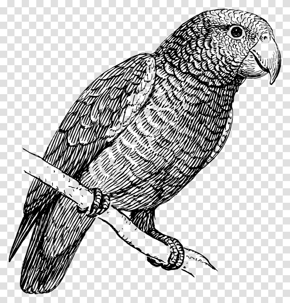 Parrot Bird In Black And White, Animal, Waterfowl, Cormorant Transparent Png