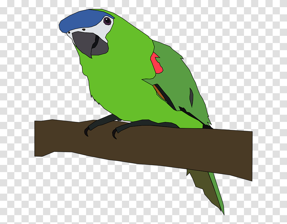 Parrot Bird Nature Free Vector Graphic On Pixabay Parrot Clip Art, Animal, Parakeet Transparent Png
