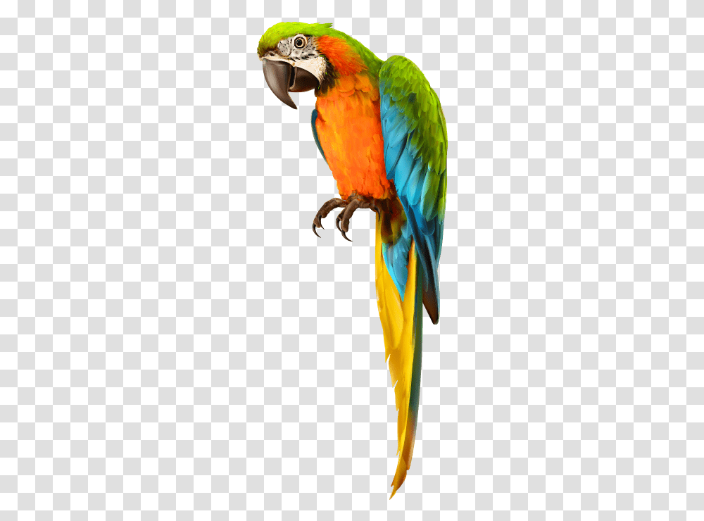 Parrot Bird Pirate Shoulder Pirates Dressup Costume Picsart Parrot Hd, Macaw Transparent Png