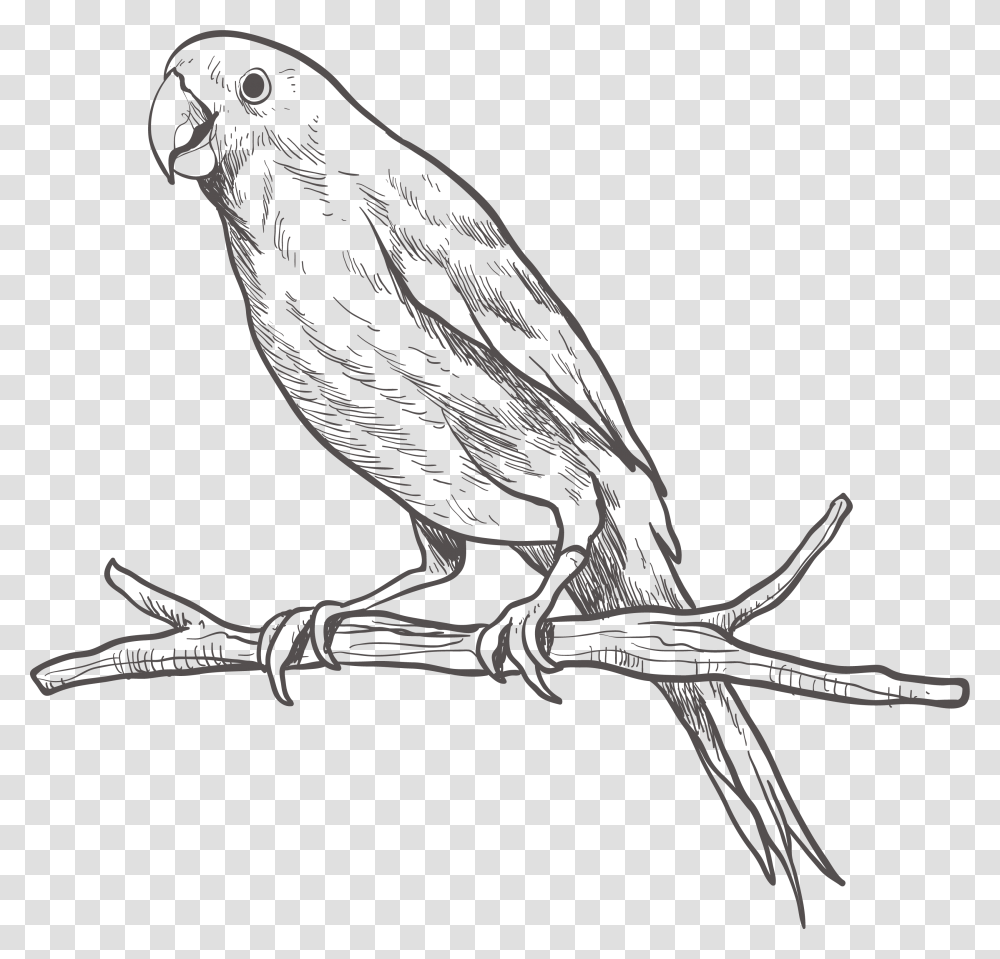 Parrot Bird Sketch On Cute Sketch Of Parrot, Animal, Finch, Drawing Transparent Png