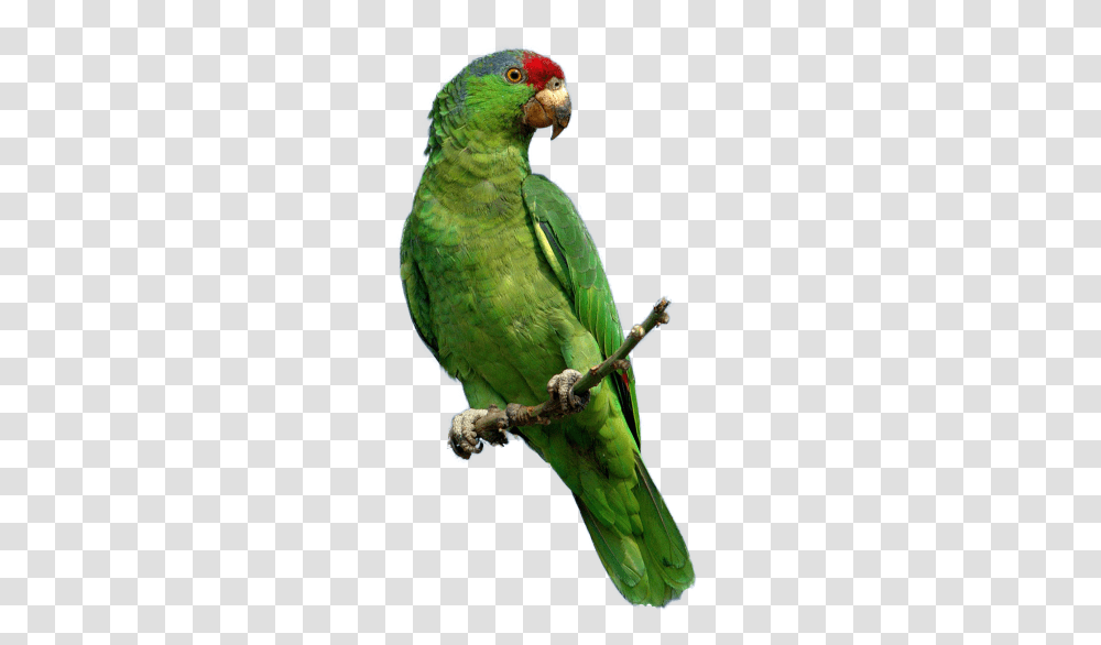 Parrot Birds And Animals, Parakeet, Macaw Transparent Png