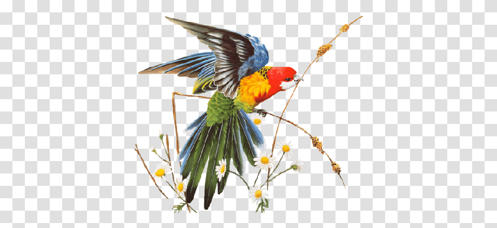 Parrot Birds Image 267 Pngmix Mensagens De Bom Dia, Animal, Macaw, Head Transparent Png