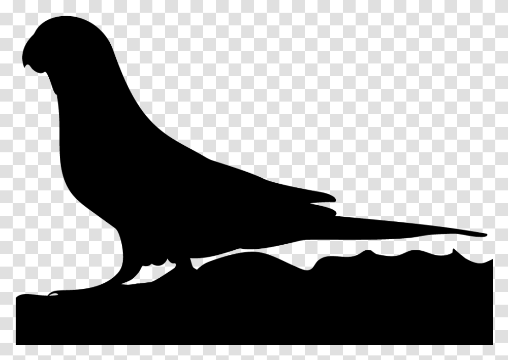 Parrot, Bow, Silhouette, Animal, Bird Transparent Png