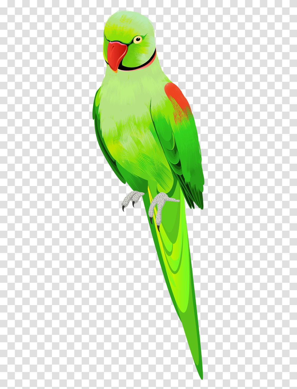 Parrot Cartoon Hd, Bird, Animal, Parakeet, Green Transparent Png