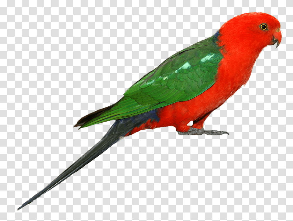 Parrot Clip Art, Bird, Animal, Macaw, Parakeet Transparent Png