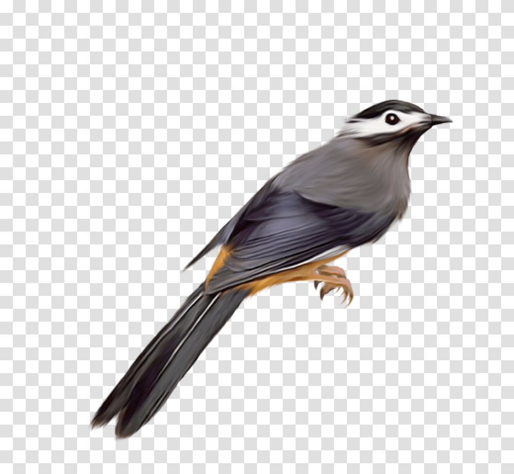 Parrot Clip Art Cuckoo Bird Bird Photos For Photoshop, Animal, Jay, Blue Jay Transparent Png