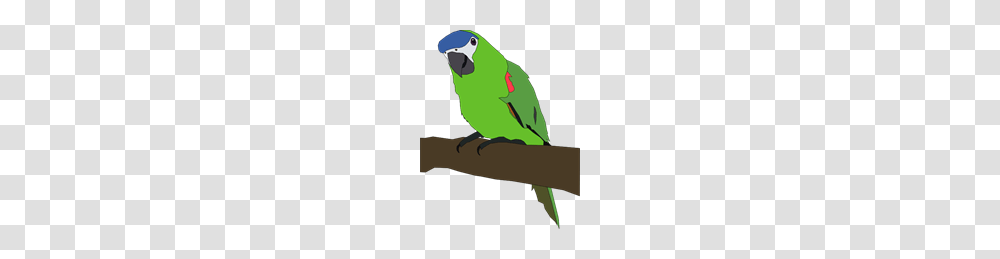 Parrot Clip Art For Web, Animal, Bird, Parakeet, Person Transparent Png