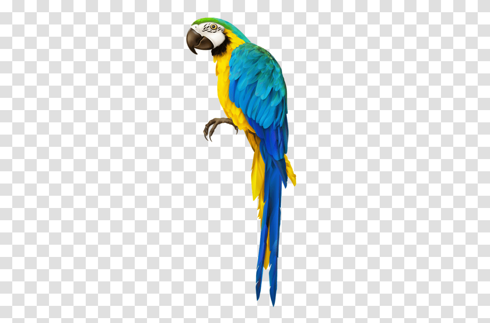 Parrot Clip Art Image Macaw, Bird, Animal Transparent Png