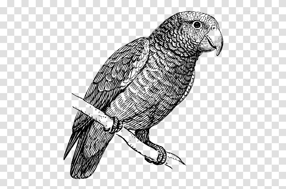 Parrot Clip Arts For Web, Gray, World Of Warcraft Transparent Png