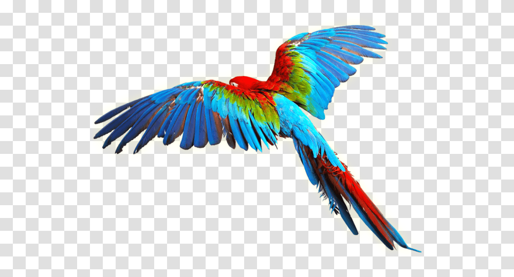 Parrot Clipart Aves Colorful Flying Birds, Animal, Macaw Transparent Png