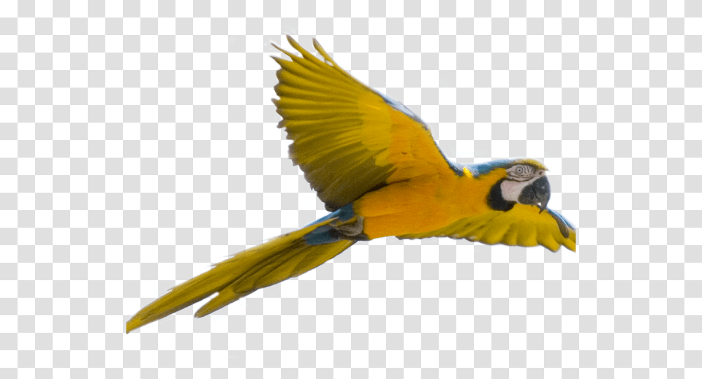 Parrot Clipart Face Bird Flying Background, Animal, Jay, Canary, Bee Eater Transparent Png