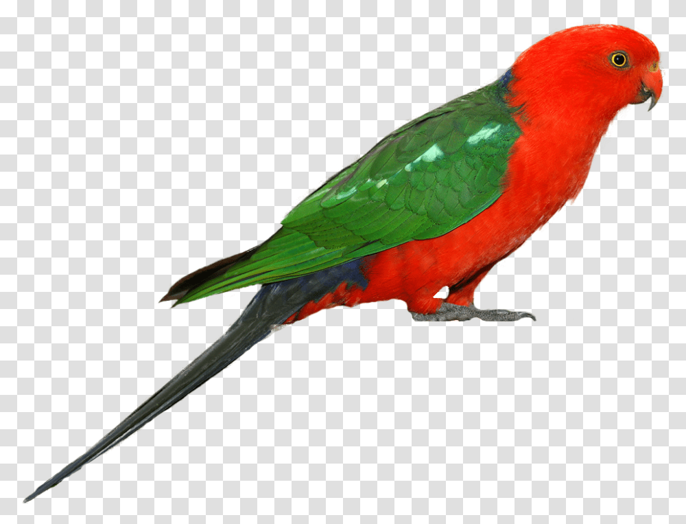 Parrot Clipart King Parrot, Bird, Animal, Macaw Transparent Png