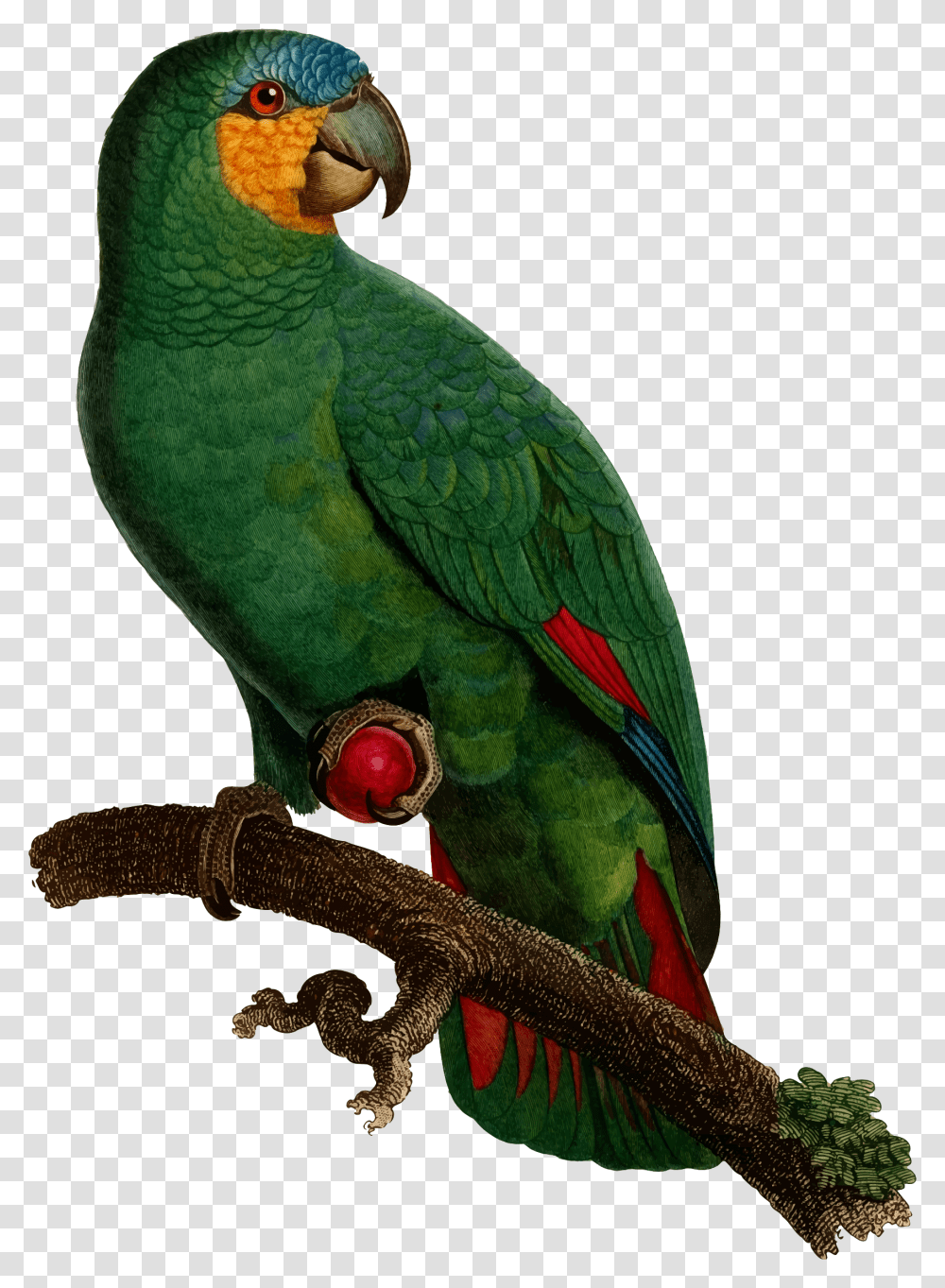 Parrot Clipart Perico Parrots, Bird, Animal, Macaw, Lizard Transparent Png