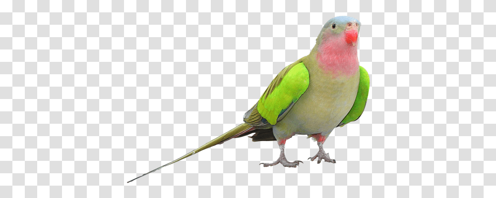 Parrot Clipart Princess Parrot, Bird, Animal, Dove, Pigeon Transparent Png