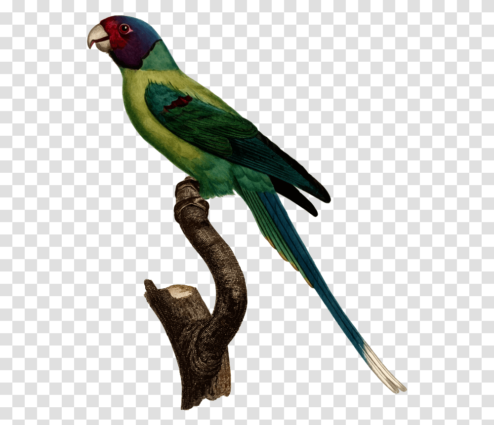 Parrot Clipart Quetzal Bird Picture 1831549 Parrots, Animal, Bee Eater, Parakeet Transparent Png