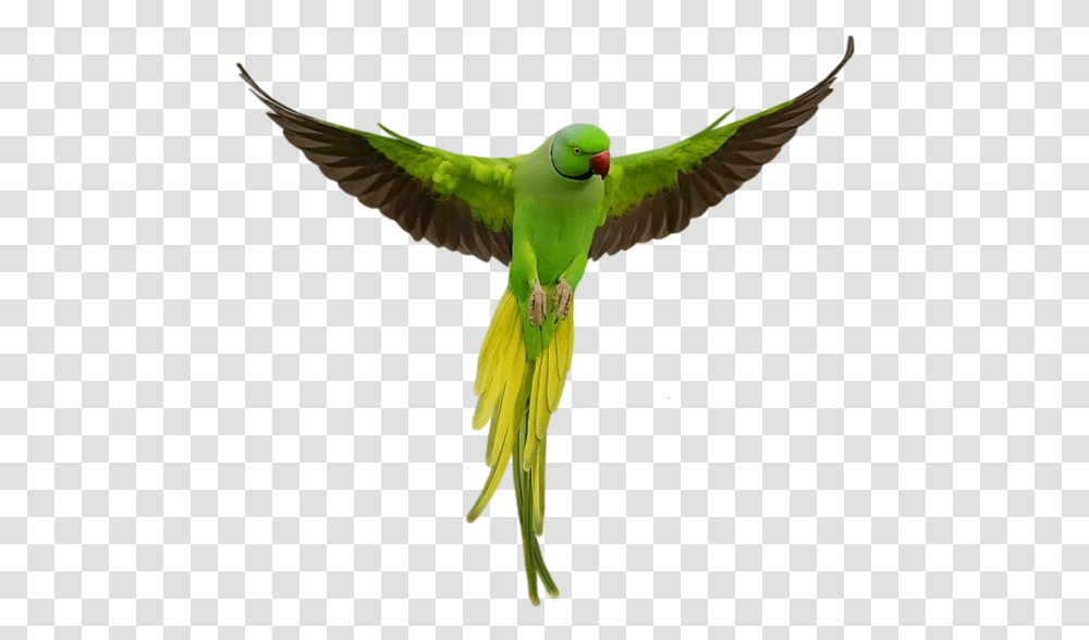 Parrot Download Parrot, Bird, Animal, Parakeet, Macaw Transparent Png