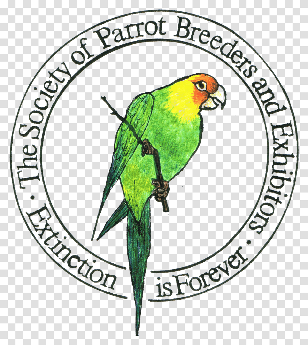 Parrot Download Parrot, Bird, Animal, Parakeet, Macaw Transparent Png