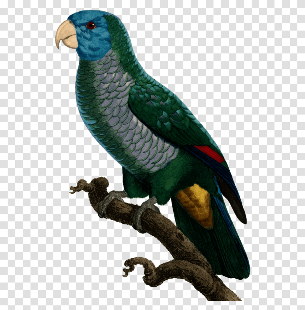 Parrot Download Saint Lucia Parrot, Bird, Animal, Snake, Reptile Transparent Png