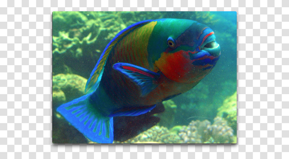 Parrot Fish In Wild, Animal, Surgeonfish, Sea Life, Angelfish Transparent Png