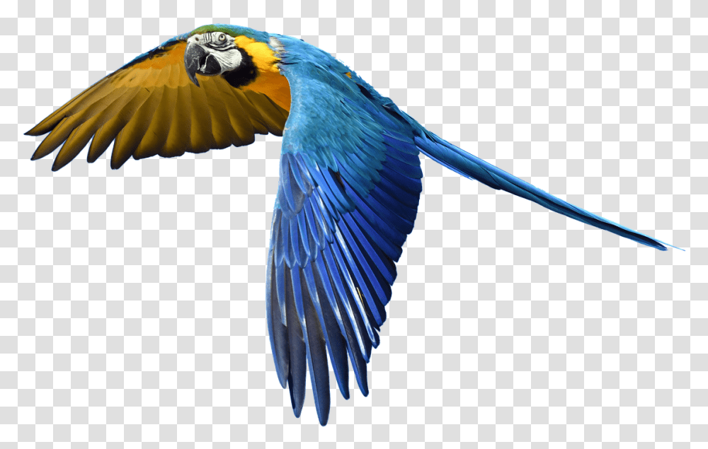 Parrot Flight Isolated Free Picture, Bird, Animal, Macaw Transparent Png