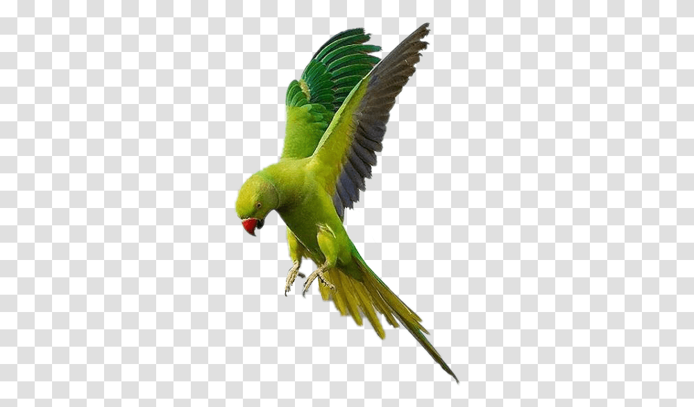 Parrot Flying Bird Fly Sky Accessories Feather Birdsfre Boreal Rose Ringed Parakeet, Animal, Macaw Transparent Png
