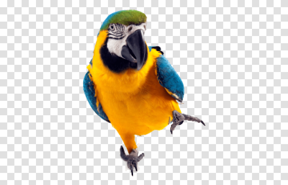 Parrot Free Background Parrots, Macaw, Bird, Animal Transparent Png