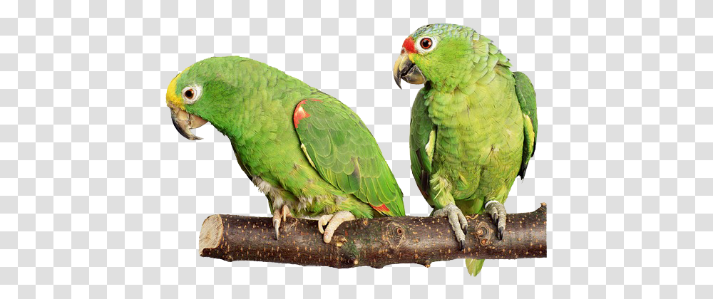 Parrot Free Download Green Parrot, Bird, Animal, Macaw, Parakeet Transparent Png