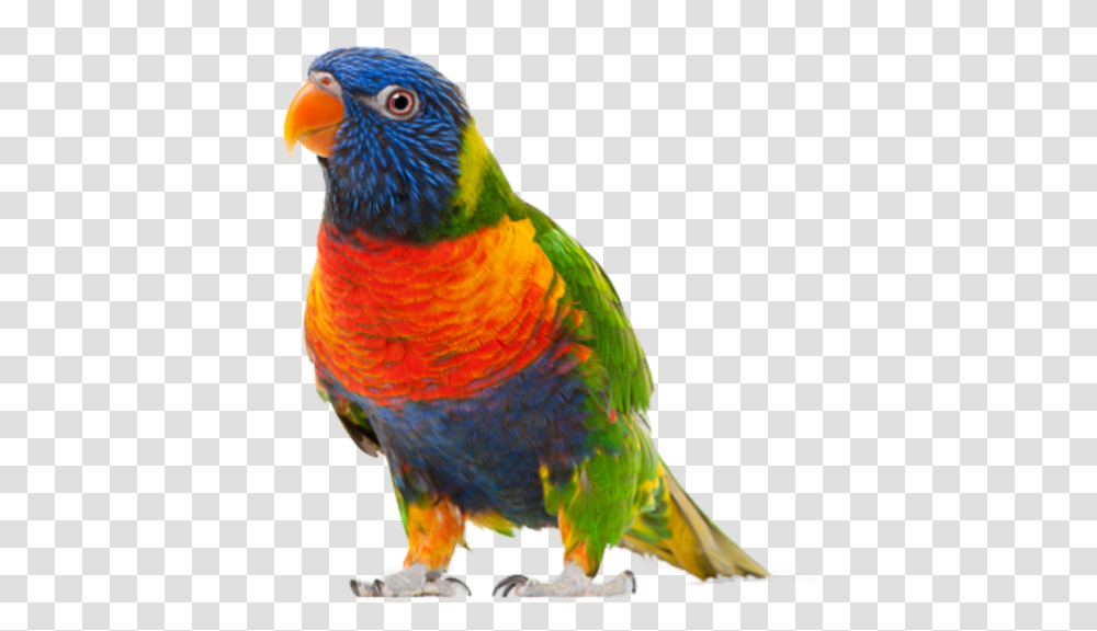 Parrot Free Download Parrot Bird Background, Animal, Chicken, Poultry, Fowl Transparent Png