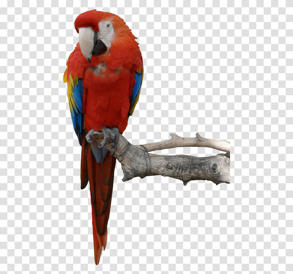 Parrot Hd, Macaw, Bird, Animal, Wood Transparent Png