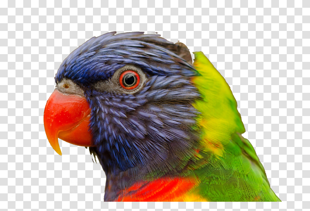 Parrot Head Transparent Png