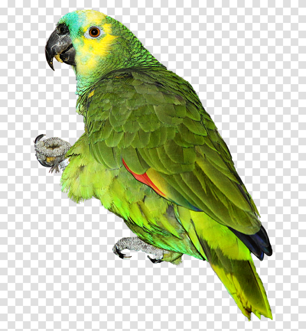Parrot Image Background, Bird, Animal, Macaw, Parakeet Transparent Png