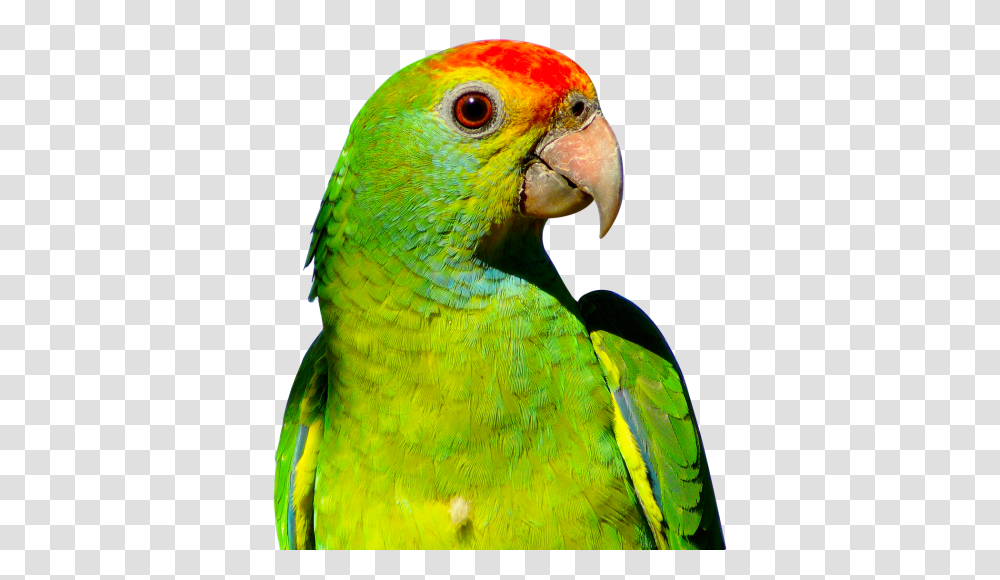 Parrot Image, Bird, Animal, Macaw, Parakeet Transparent Png