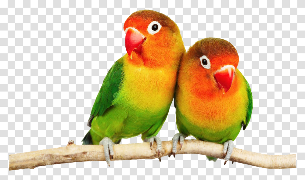 Parrot Image Download Love Birds Hd, Animal, Parakeet Transparent Png
