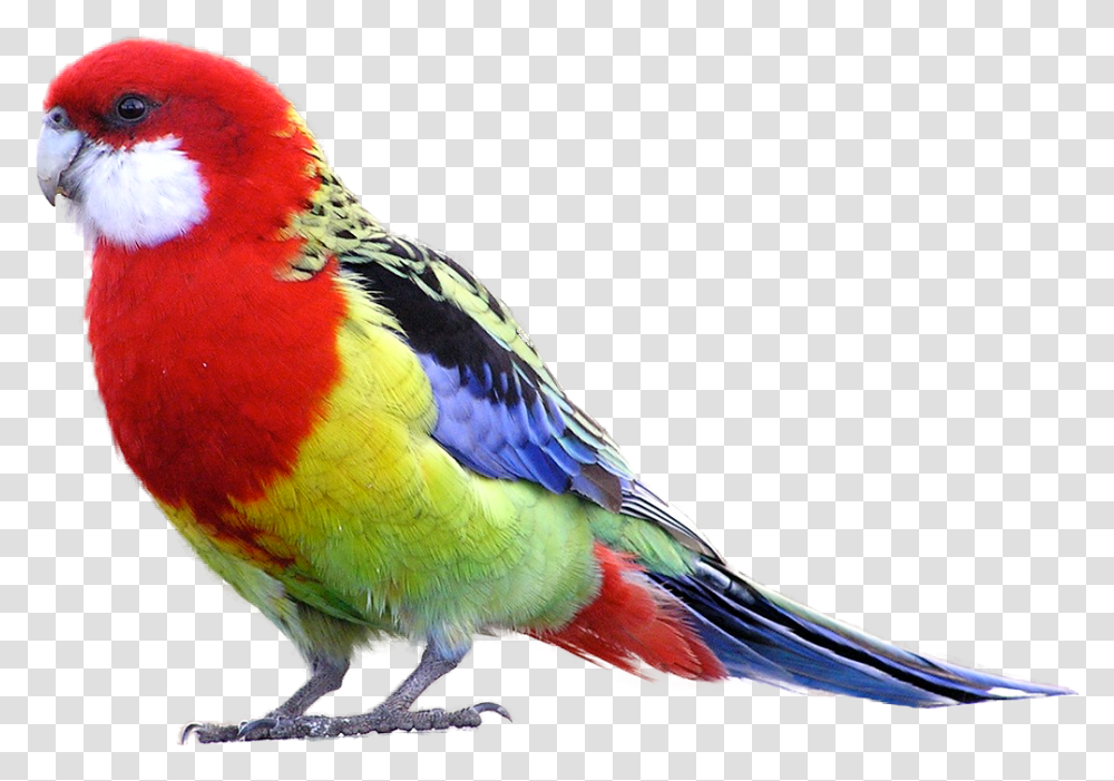 Parrot Images And Clipart Free Download Eastern Rosella, Bird, Animal, Parakeet, Beak Transparent Png