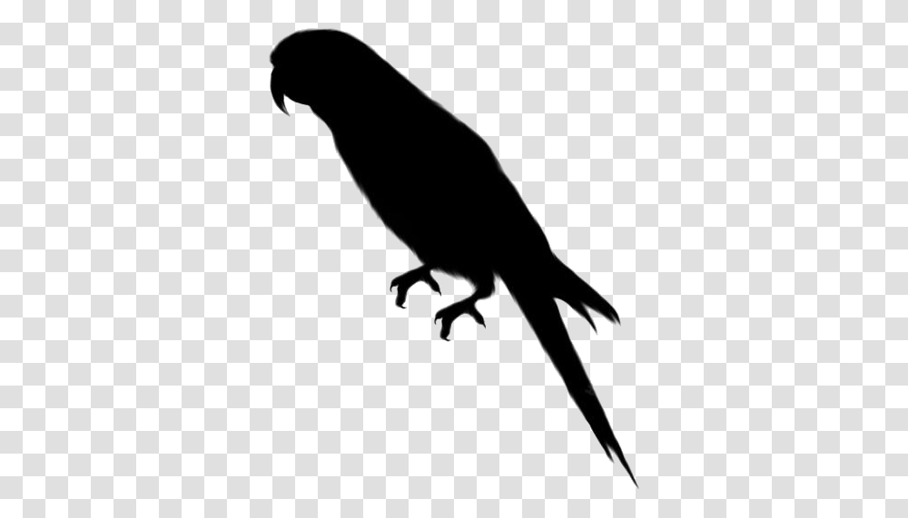 Parrot Images Background Parrot Clipart, Silhouette, Bird, Animal, Gecko Transparent Png