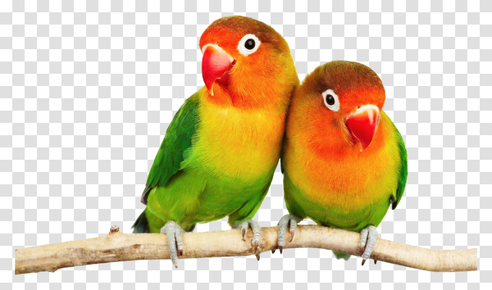 Parrot Images Free Download Love Birds Hd, Animal, Parakeet Transparent Png