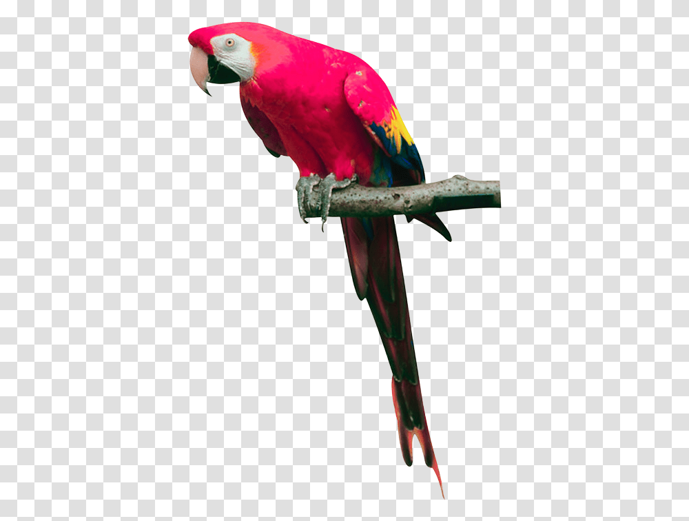 Parrot Images Free Pictures Download Pink Parrot, Bird, Animal, Macaw Transparent Png