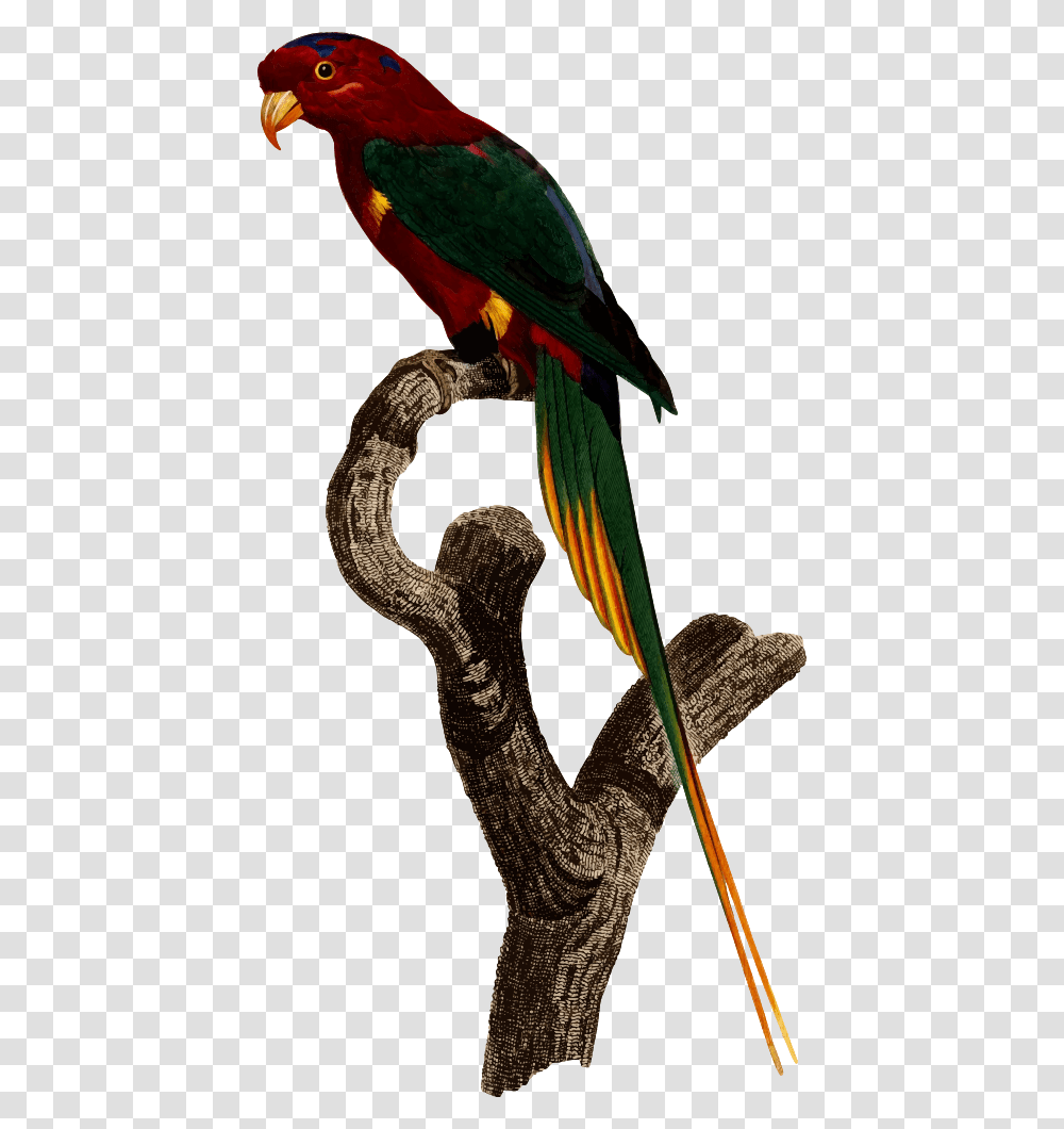 Parrot, Macaw, Bird, Animal, Snake Transparent Png