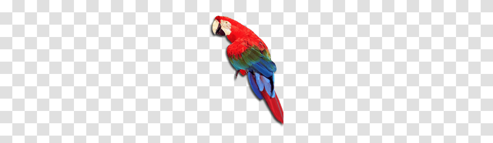 Parrot, Macaw, Bird, Animal Transparent Png