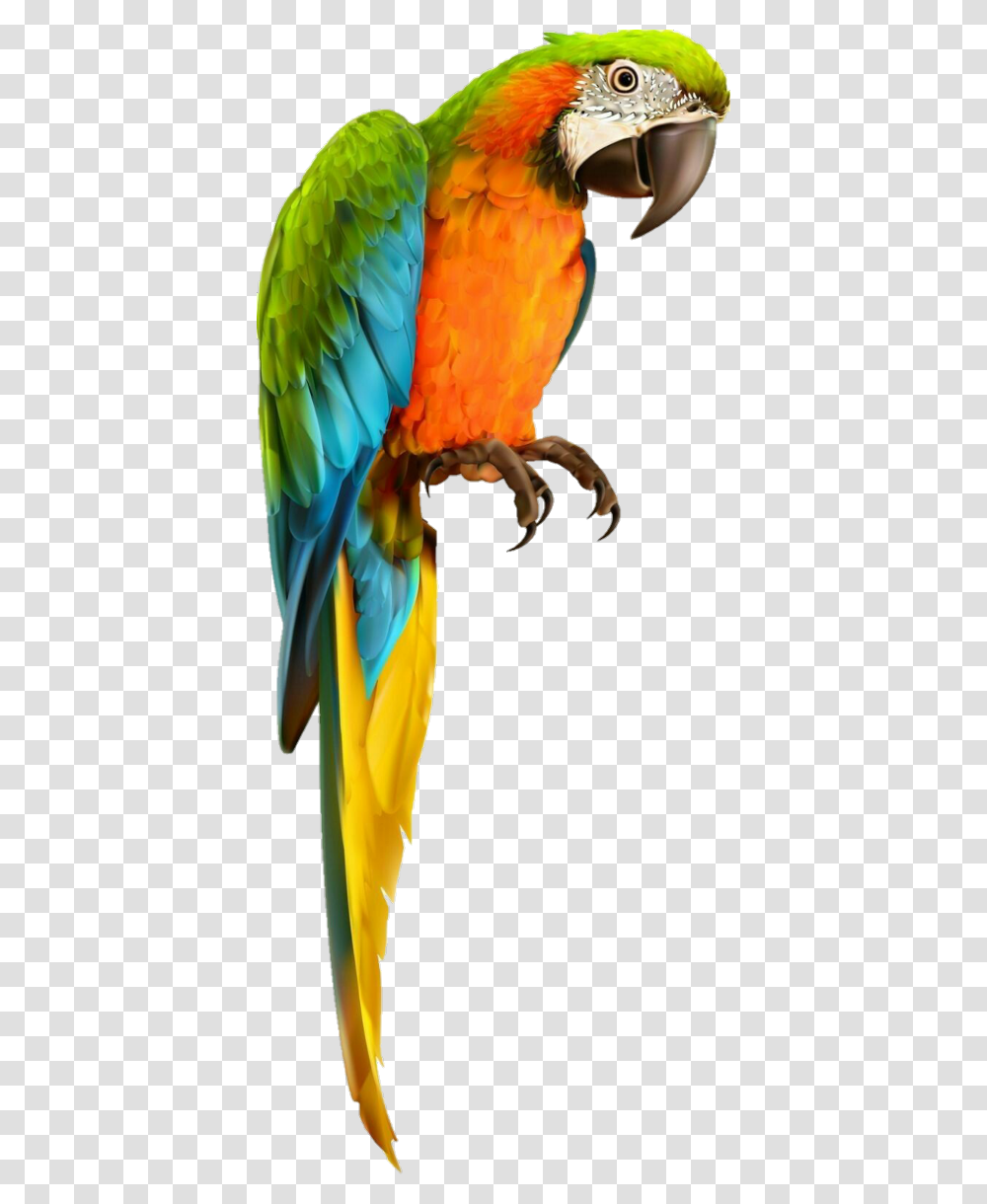 Parrot Macaw Freetoedit Background Parrot, Bird, Animal Transparent Png