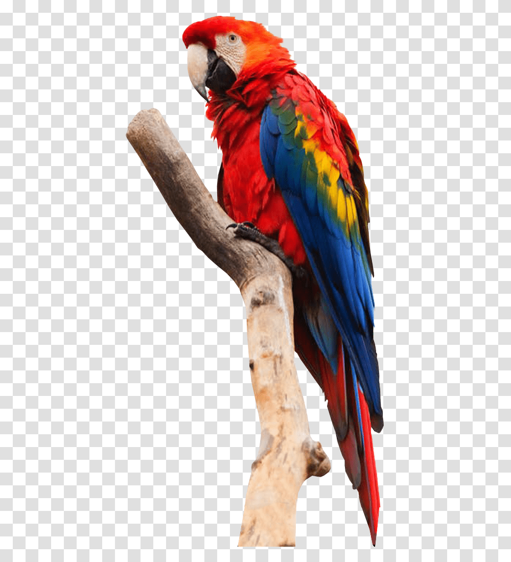 Parrot No Background Bird Image Parrot Birds Background, Macaw, Animal Transparent Png
