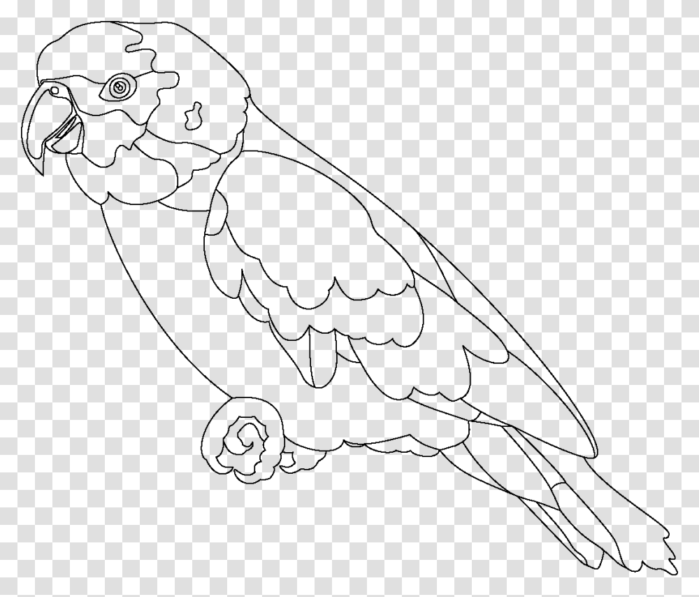 Parrot Outline, Bird, Animal, Drawing Transparent Png