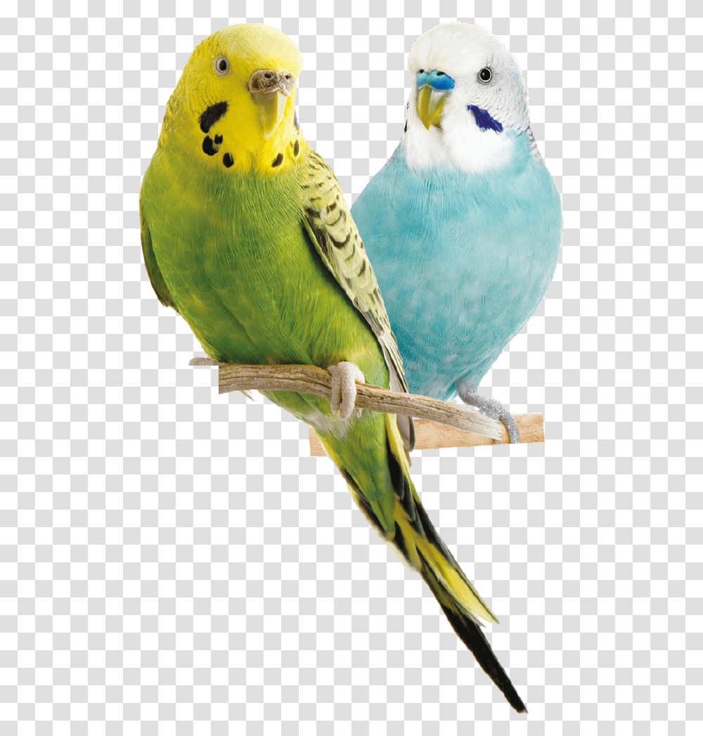 Parrot Parakeet, Bird, Animal Transparent Png